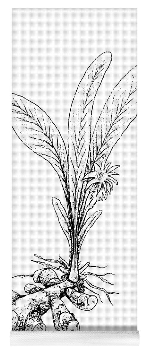 870+ Drawing Of Turmeric Plant Stock Illustrations, Royalty-Free Vector  Graphics & Clip Art - iStock